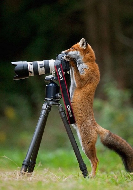 Ngắm nhìn bộ ảnh hài hước “Khi động vật làm thợ ảnh“ - photoZone