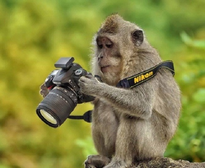 Ngắm nhìn bộ ảnh hài hước “Khi động vật làm thợ ảnh“ - photoZone