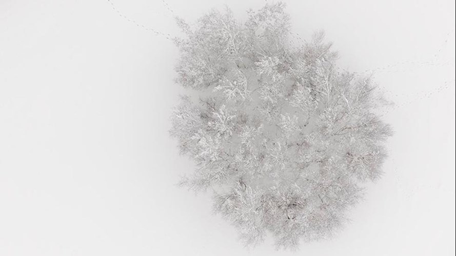 Một quần thể cây bị tuyết phủ trắng nhưng vẫn có dấu chân con người.
