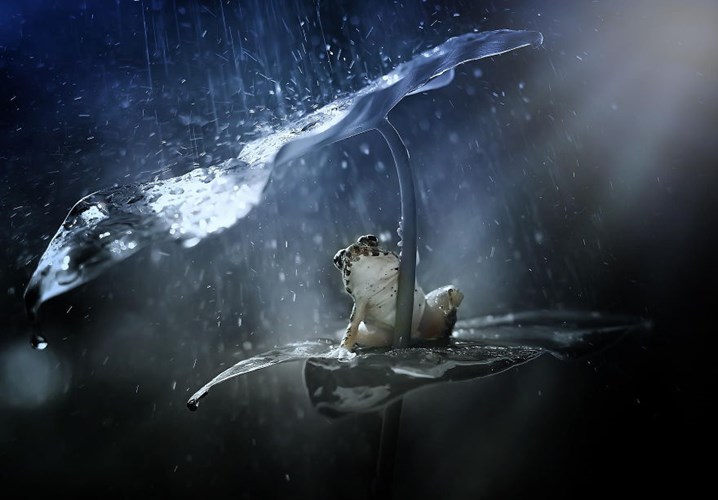 Với chiếc ô từ lá môn, chú ếch thách thức cơn mưa tầm tã.