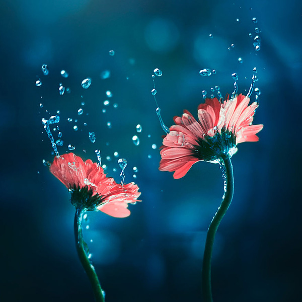 Vũ điệu loài hoa tuyệt đẹp sẽ khiến cho bạn bay bổng vào thế giới hoa mộng mơ. Từ những cánh hoa Ethereal Lily đầy mê hoặc cho đến những đóa hồng ấm áp, những vũ điệu của hoa sẽ làm bạn ngẩn ngơ trước sự đẹp tự nhiên của chúng.