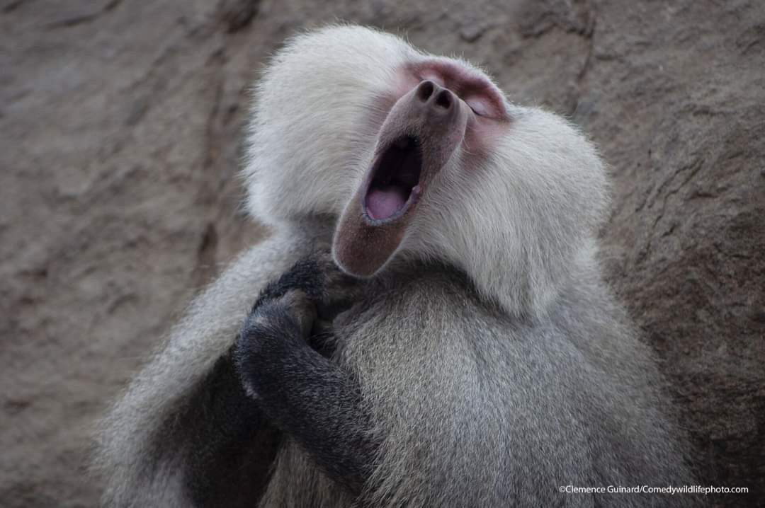 Cuộc thi Nhiếp ảnh thiên nhiên hài hước 2021: Những 'danh hài' của thế giới động vật!